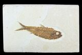 Detailed Fossil Fish (Knightia) - Wyoming #99773-1